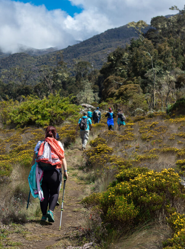 Sabana de Los Leones, Parque Nacional Chirripo, Costa Rica. Un grupo de excursionistas caminando por el sendero rodeado de vegetación en el páramo del Parque Nacional Chirripó.