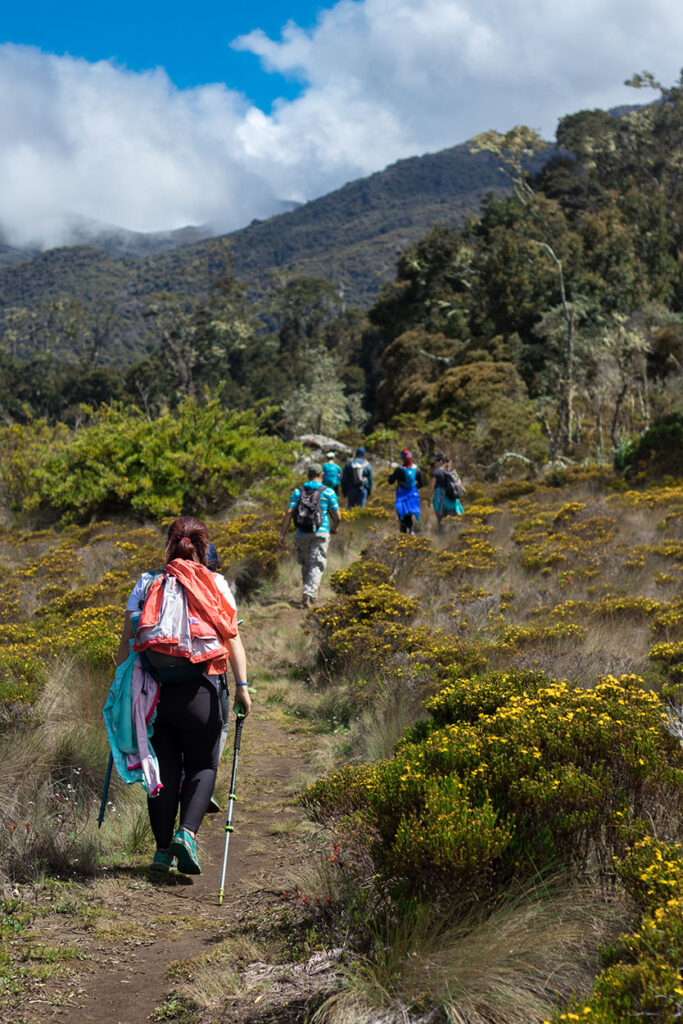 Sabana de Los Leones, Parque Nacional Chirripo, Costa Rica. Un grupo de excursionistas caminando por el sendero rodeado de vegetación en el páramo del Parque Nacional Chirripó.