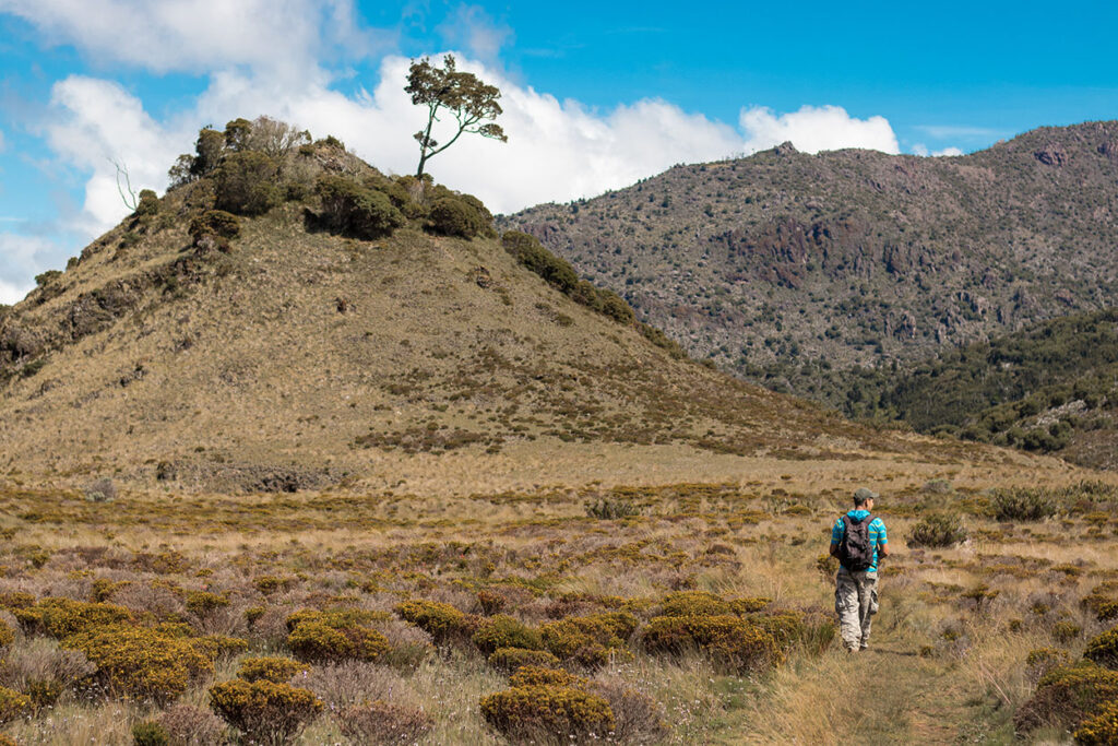 Sabana de Los Leones, Parque Nacional Chirripo, Costa Rica