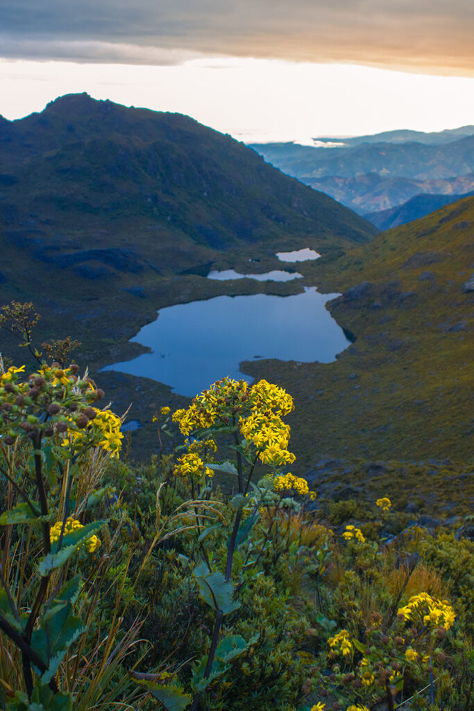 Lagos del Chirripo con flores amarillas Parque Nacional Chirripo, Costa Rica