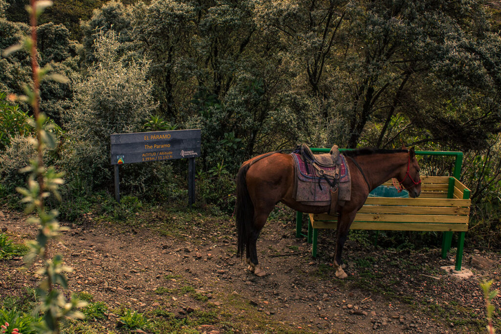 Caballo de carga medio del paramo camino al albergue del Parque Nacional Chirripo, Costa Rica