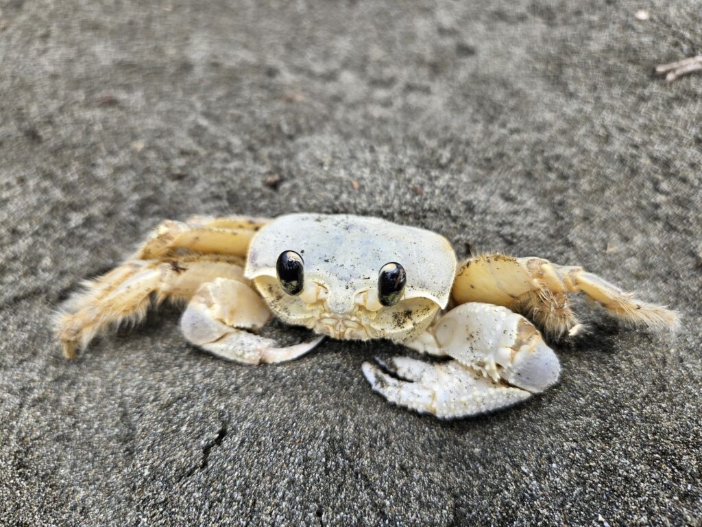 CANGREJO CARIBEÑO