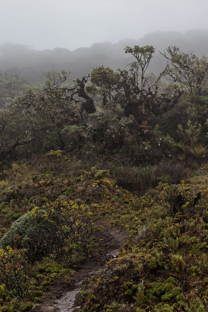 Sendero en el páramo, San Jerónimo de Pérez Zeledón