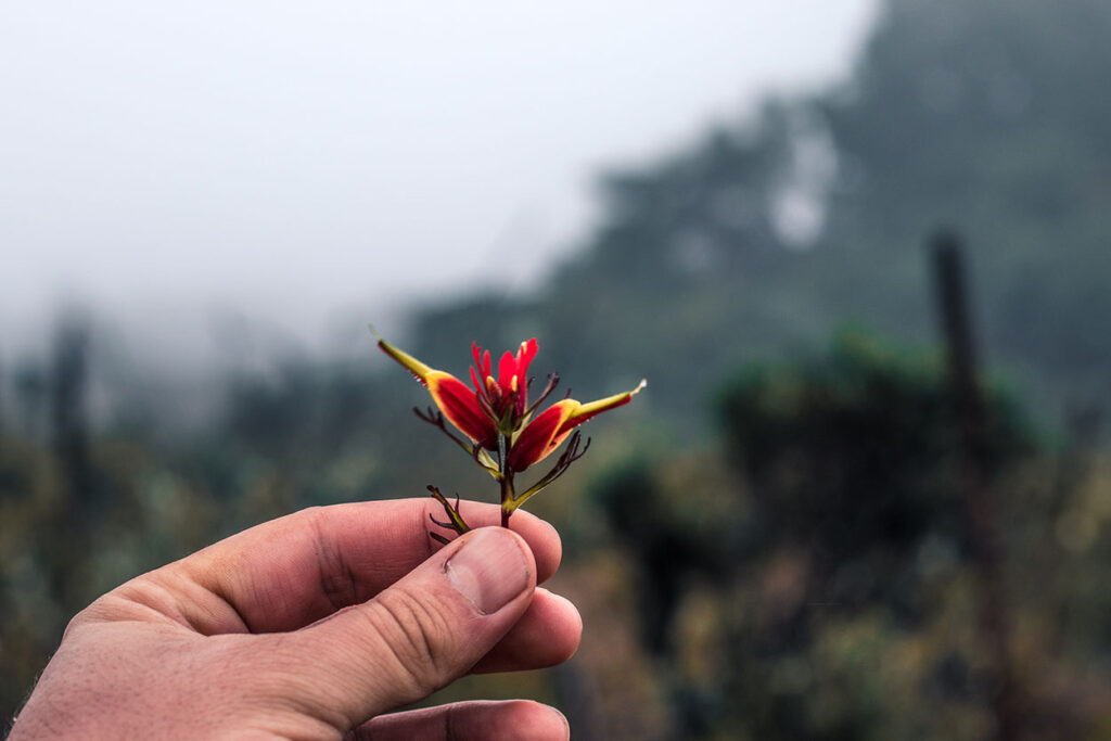 Flor en el Páramo del Cerro Ena, San Jerónimo de Pérez Zeledón