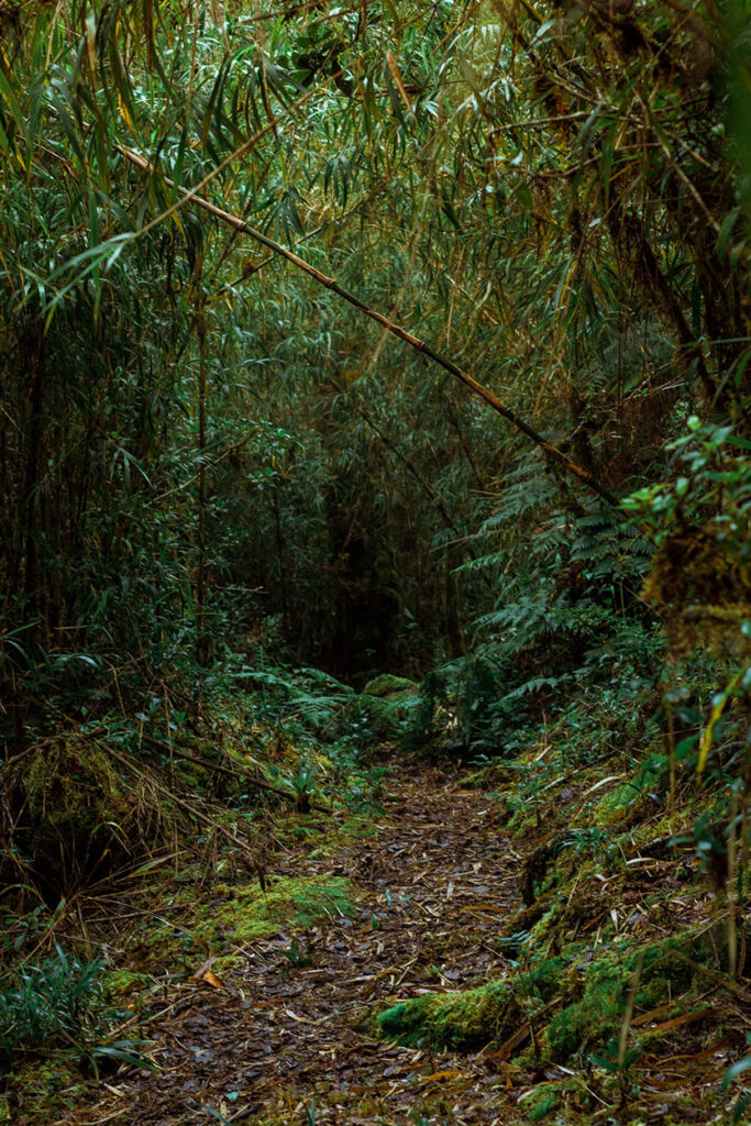 Senderos del Cerro Ena, San Jerónimo de Pérez Zeledón