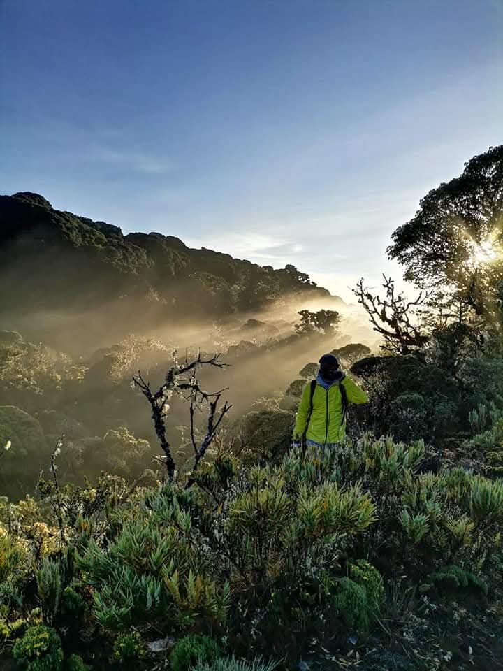Bosque de Paramo