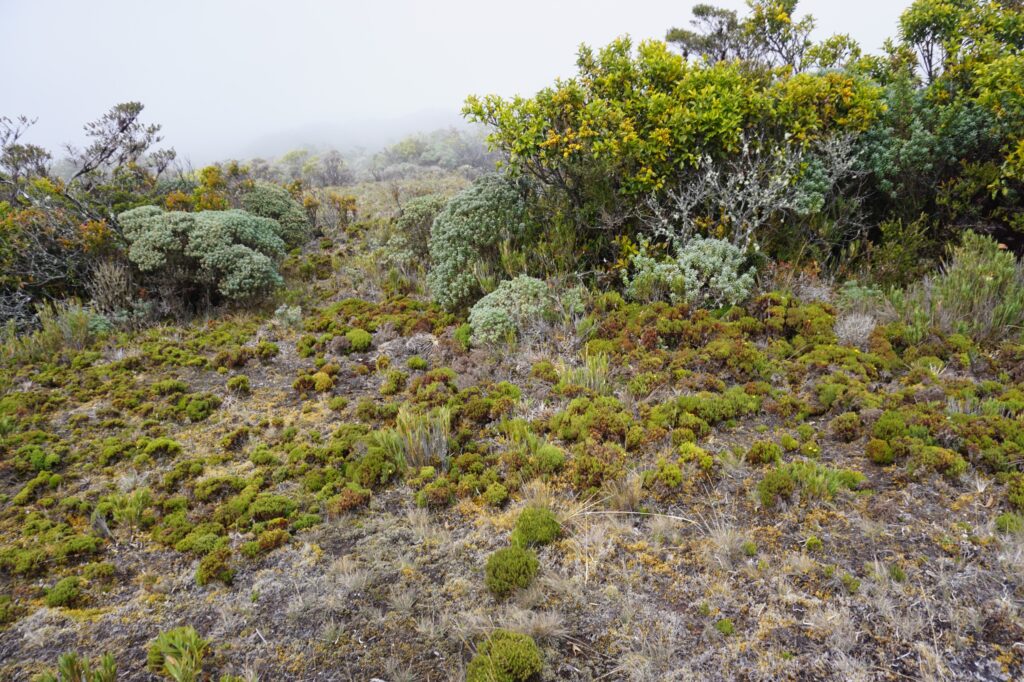 Bosque de Paramo