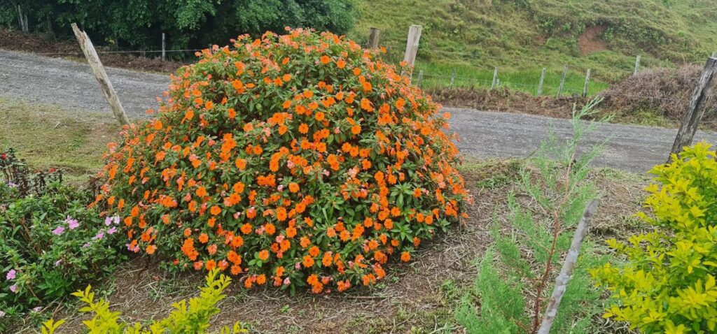 FLORES