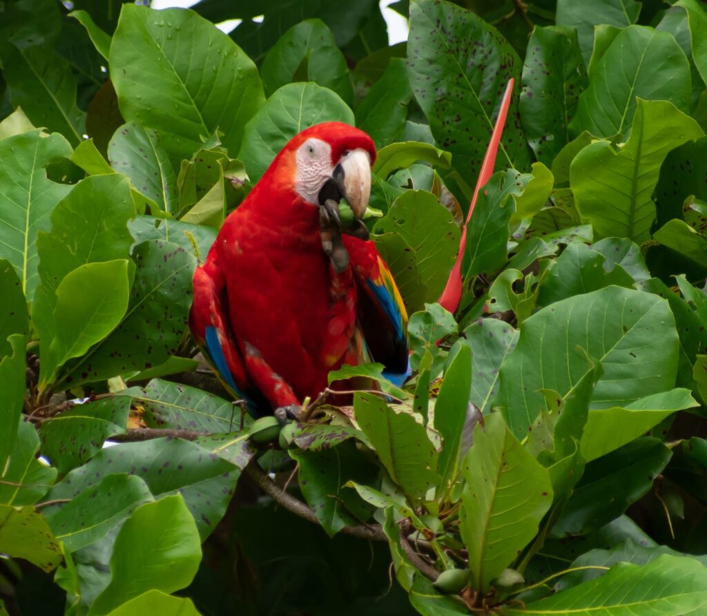 GUACAMAYO ESCARLATA