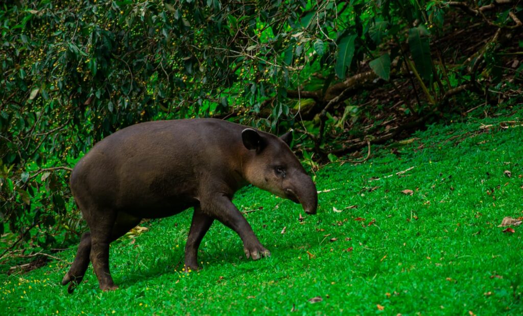 Danta Costa Rica