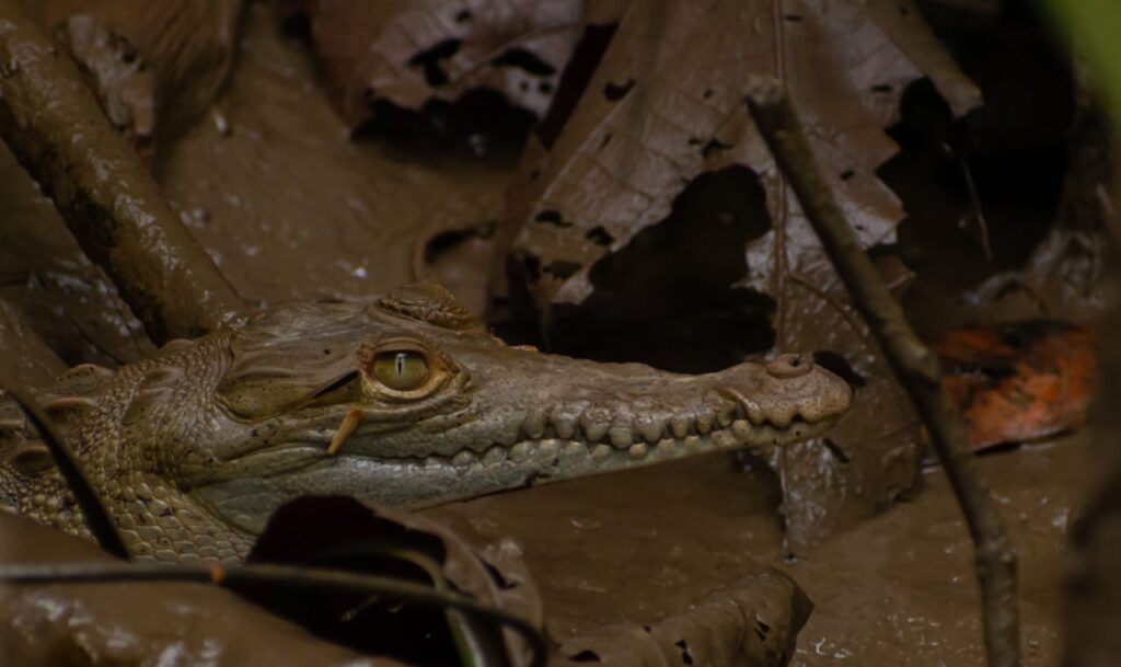 CAIMAN DE ANTEOJOS