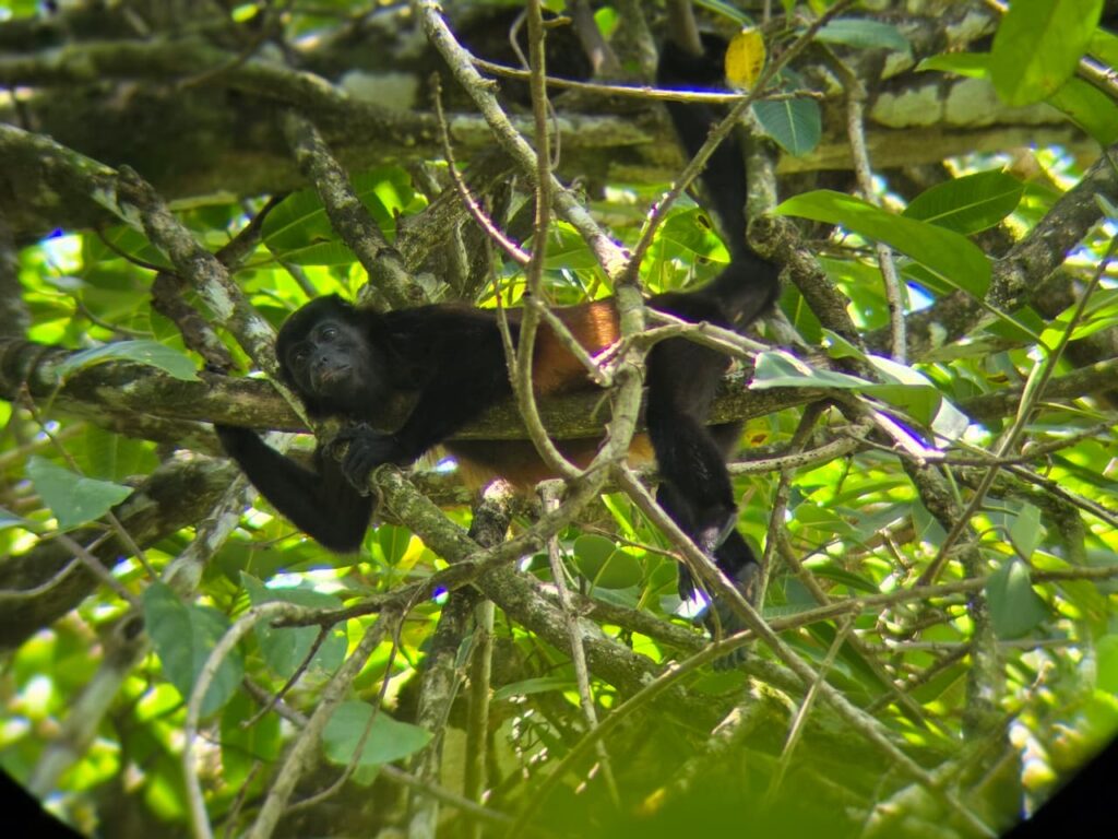 MONO CONGO AULLADOR