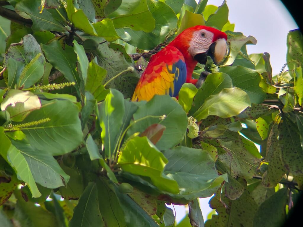 Guacamayo Bandera.