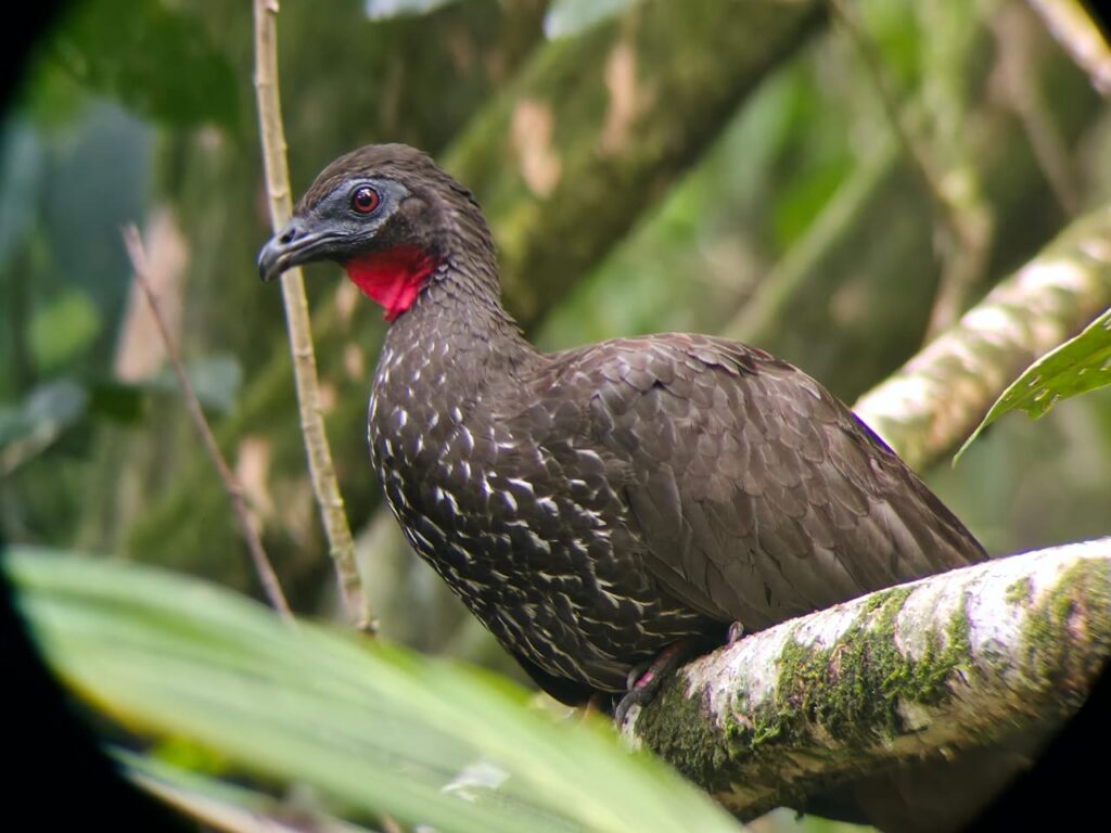 PAVA MOÑUDA