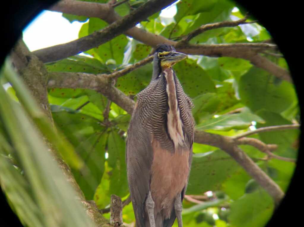 Garza Tigre