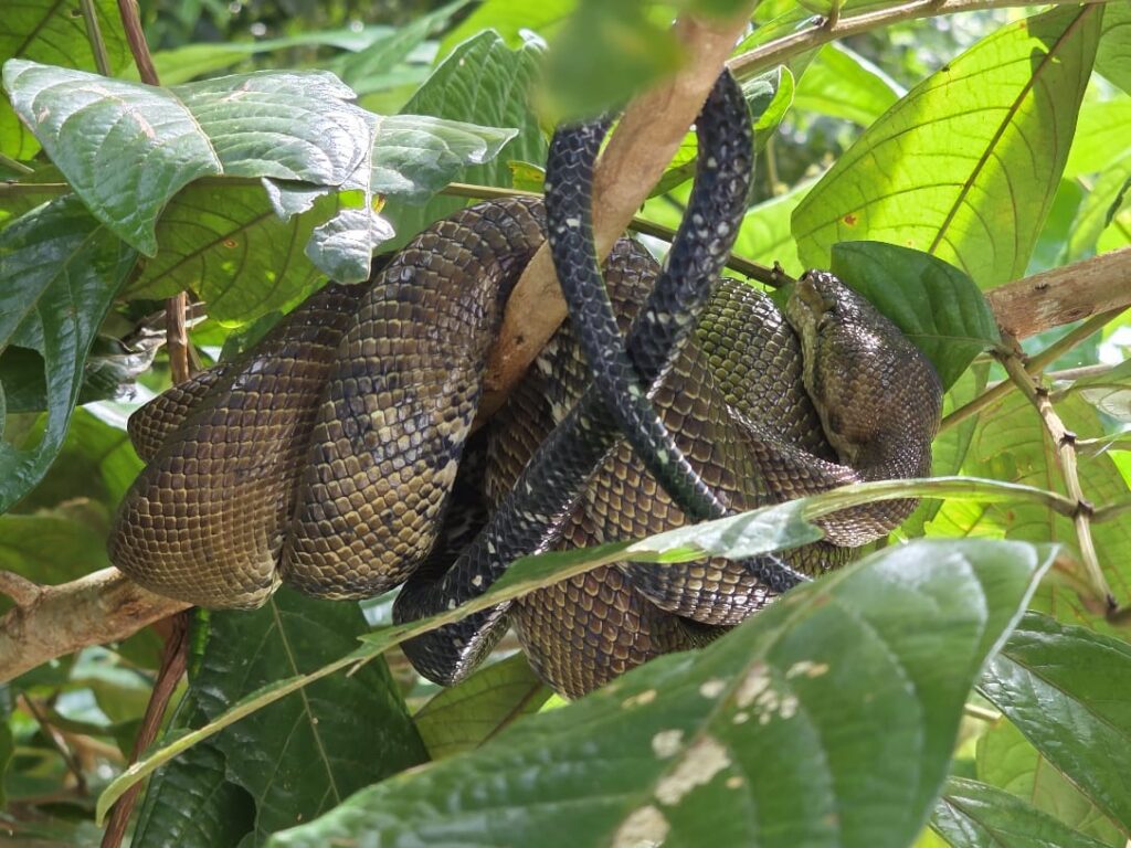 BOA ARBORICOLA ANILLADA