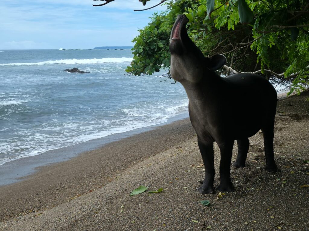 DANTA CORCOVADO