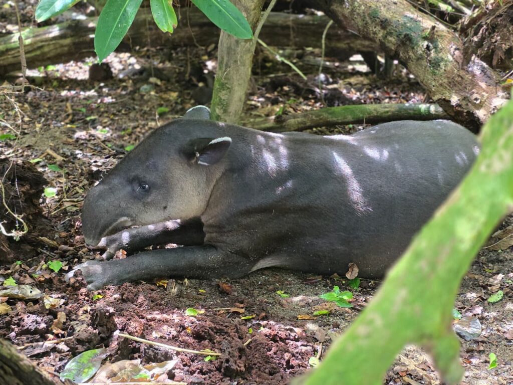 DANTA PN CORCOVADO