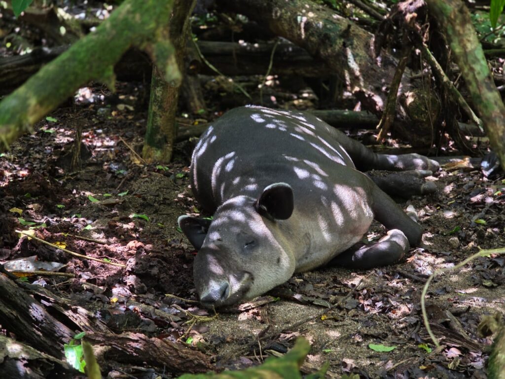 Danta Corcovado