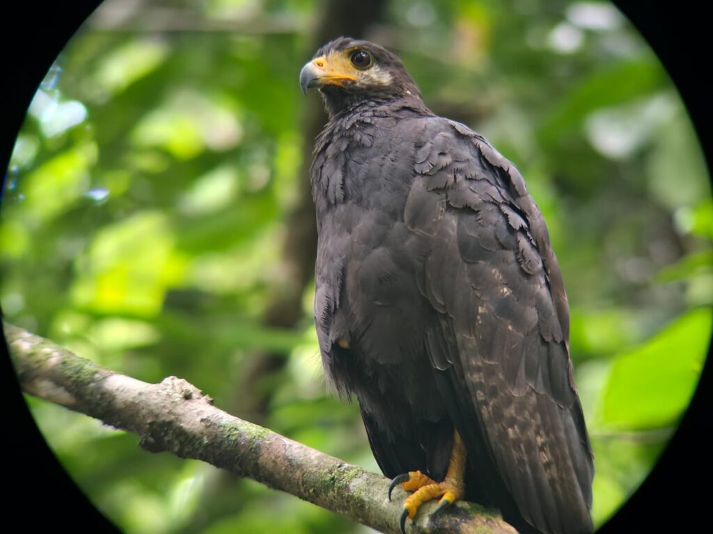Halcon Negro ( Black Hawk)
