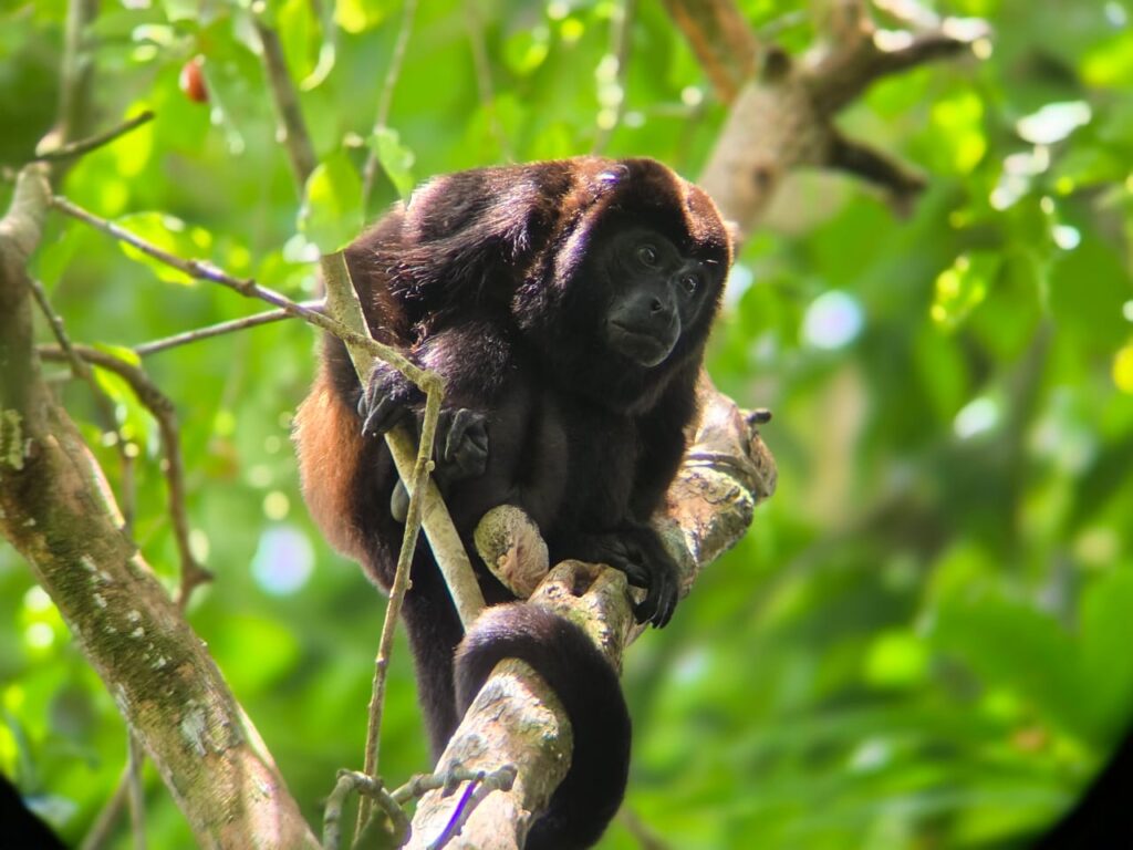 CONGO AULLADOR