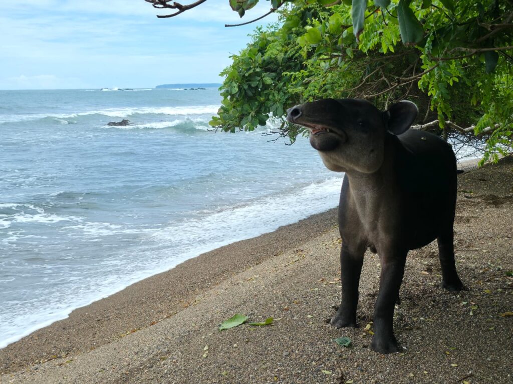 Danta Corcovado.