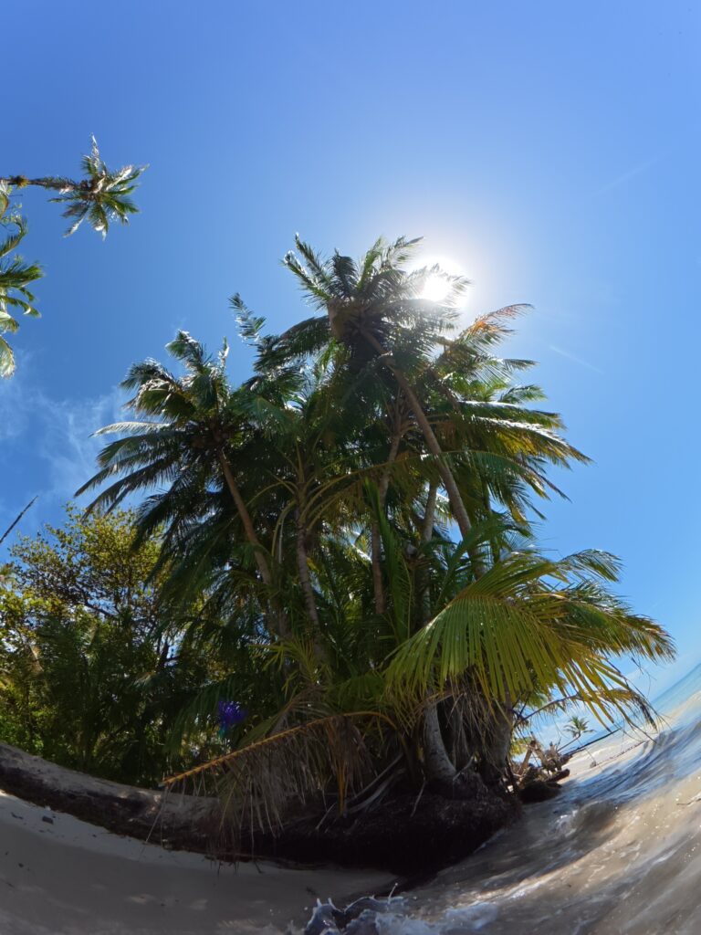 Bocas del toro