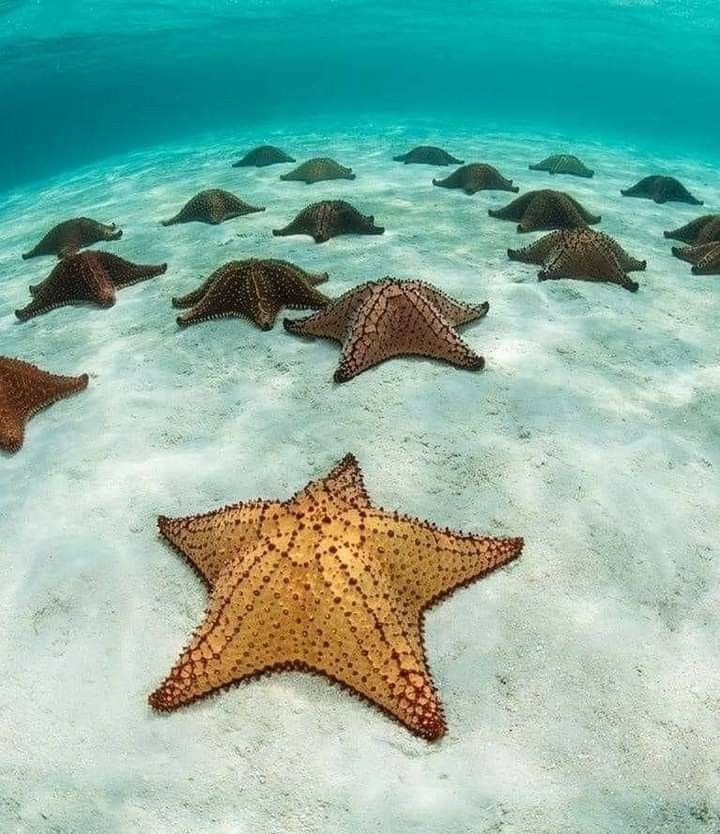 Estrellas de mar