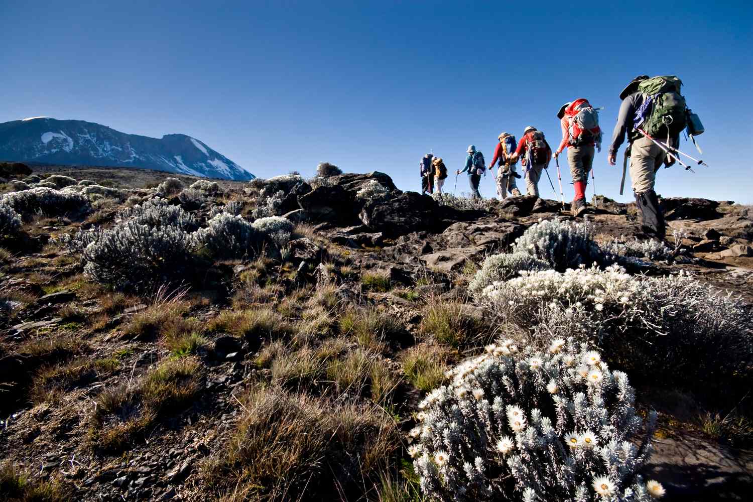 kilimanjaro