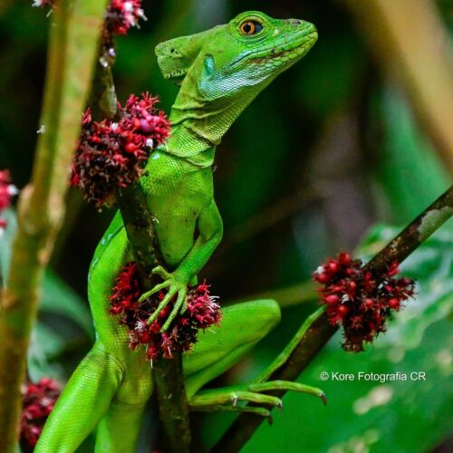 Garrobo, iguana en Tortuguero.