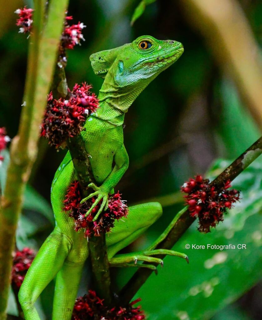 Garrobo, iguana en Tortuguero.